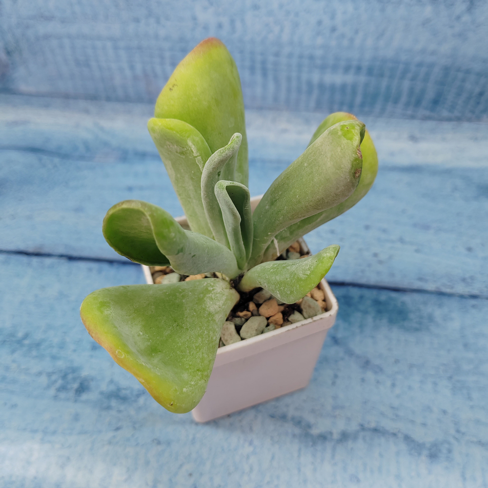 Kalanchoe Thyrsiflora Oricula (Каланхоэ)