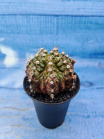 Gymnocalycium T-Rex Pink hybrid (Гимнокалициум)