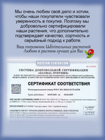 Очиток Моргана Обезьяний хвостик