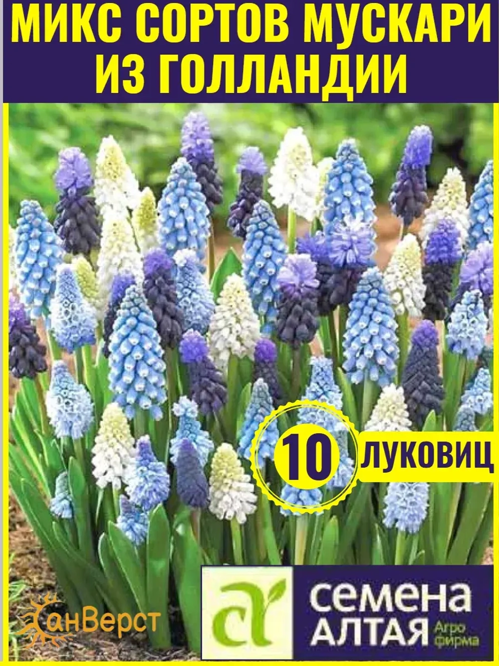 Мускари многолетние луковицы для посадки Микс цветов