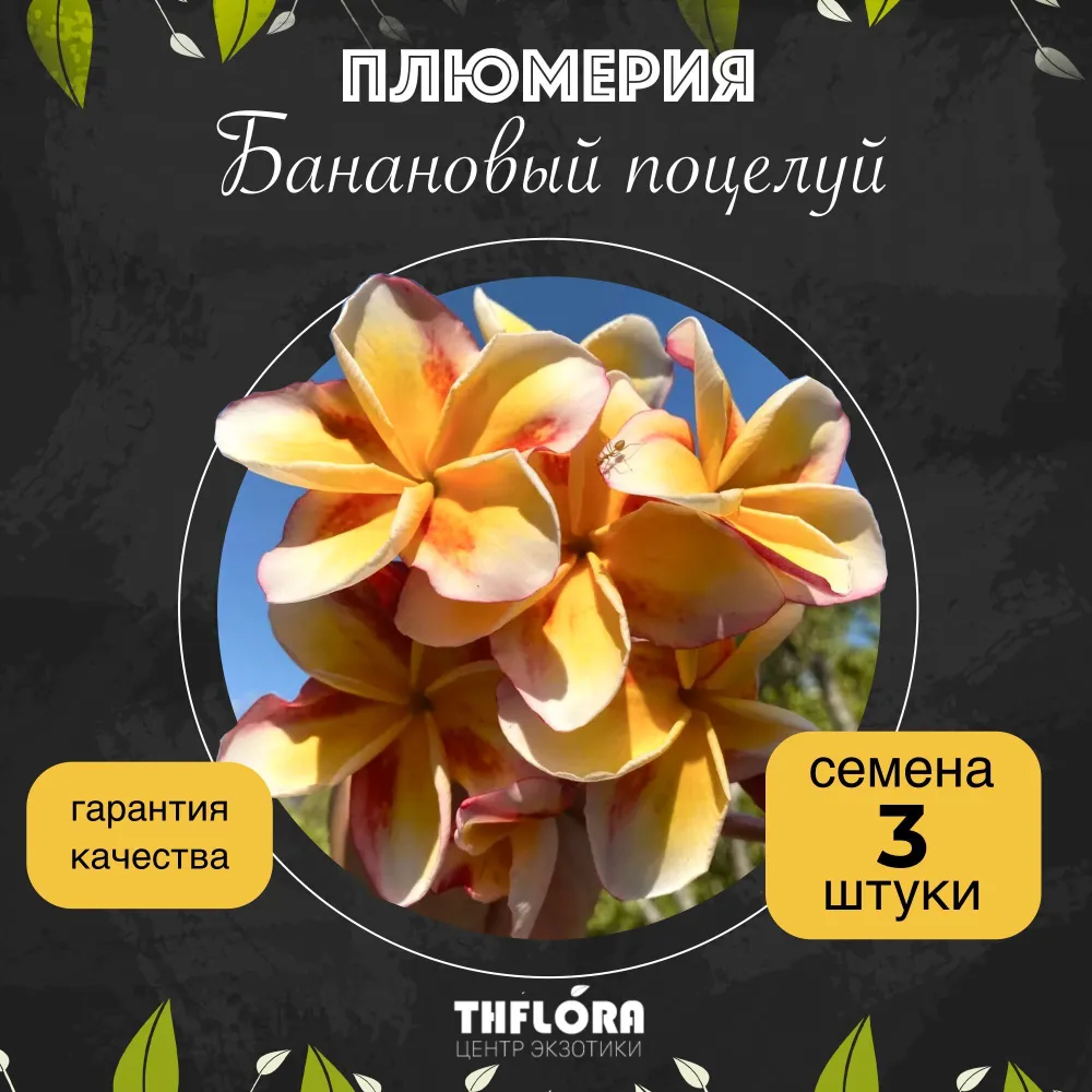 Плюмерия "Банановый поцелуй" — семена, 3 шт.