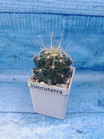 Ferocactus Hamatacanthus (Ферокактус)
