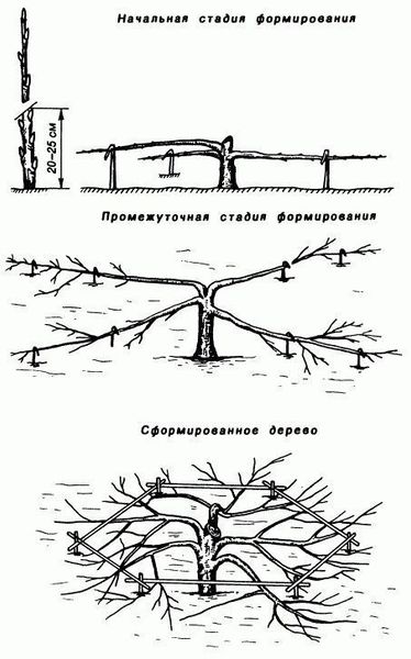 Стелющаяся яблоня (краб): как сформировать дерево для суровой зимы Стелющаяся яблоня (краб): как сформировать дерево для суровой зимы