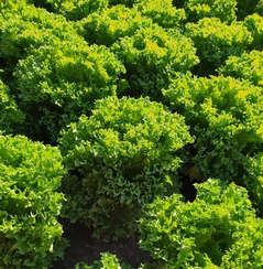 ФРИЛЛИС семена салата (Seminis | Alexagro)