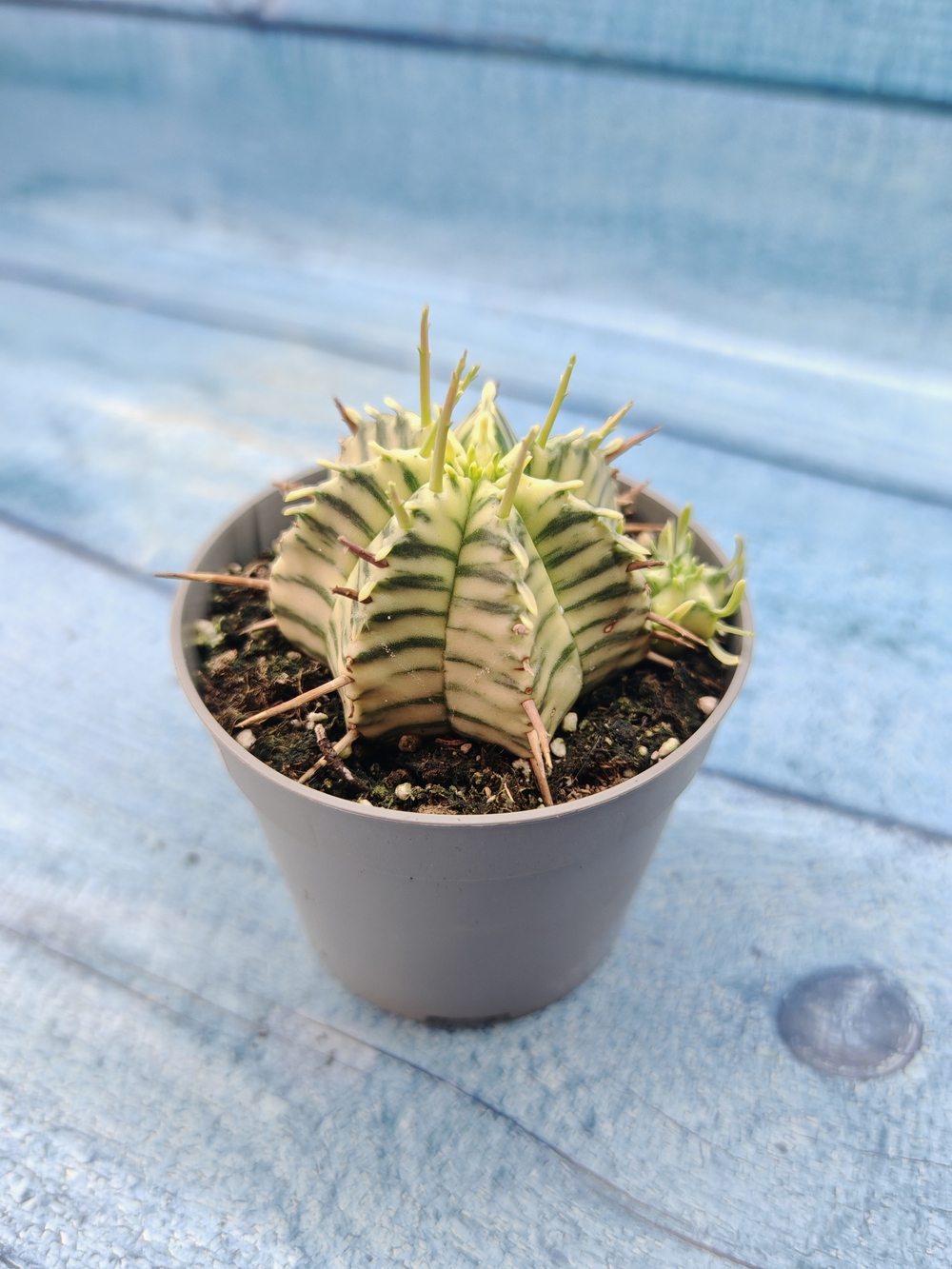 Euphorbia meloformis f. Variegated (Эуфорбия вариегатная)