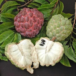 Черимойя Сахарное яблоко аннона (Annona squamosa) семена 5 штук