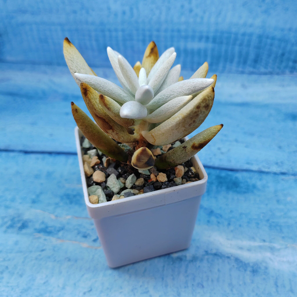 Senecio Haworthii (Крестновник)