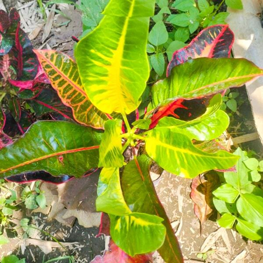Кротон RED BALI