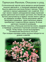 Гортензия Фантом метельчатая с ароматом