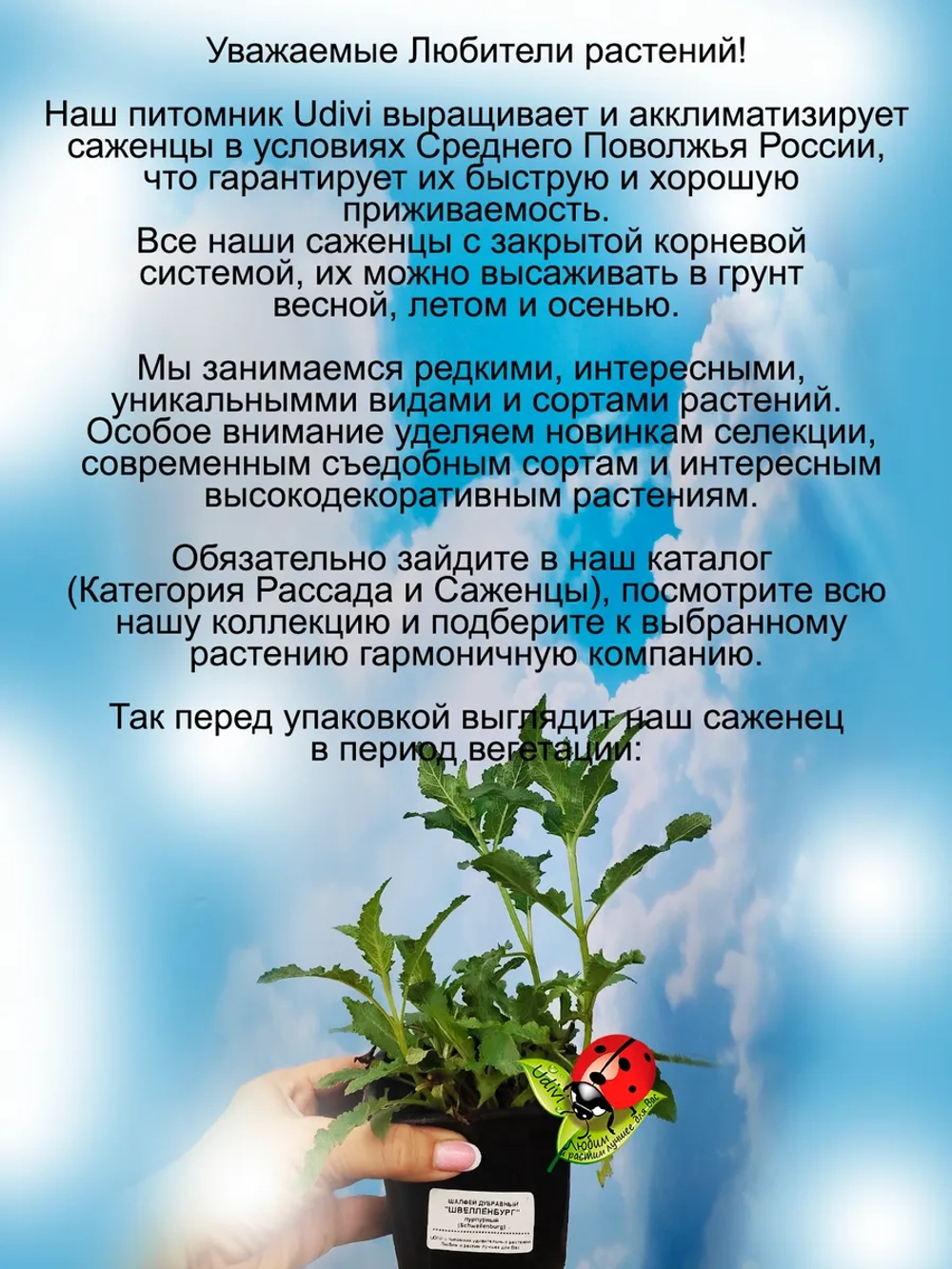 Шалфей Швелленбург дубравный пушистый винный