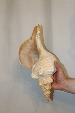 Раковина Плеуроплока гигантея (Pleuroploca gigantea) 1 шт., 42 см