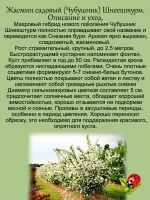 Жасмин Шнеештурм махровый чубушник садовый