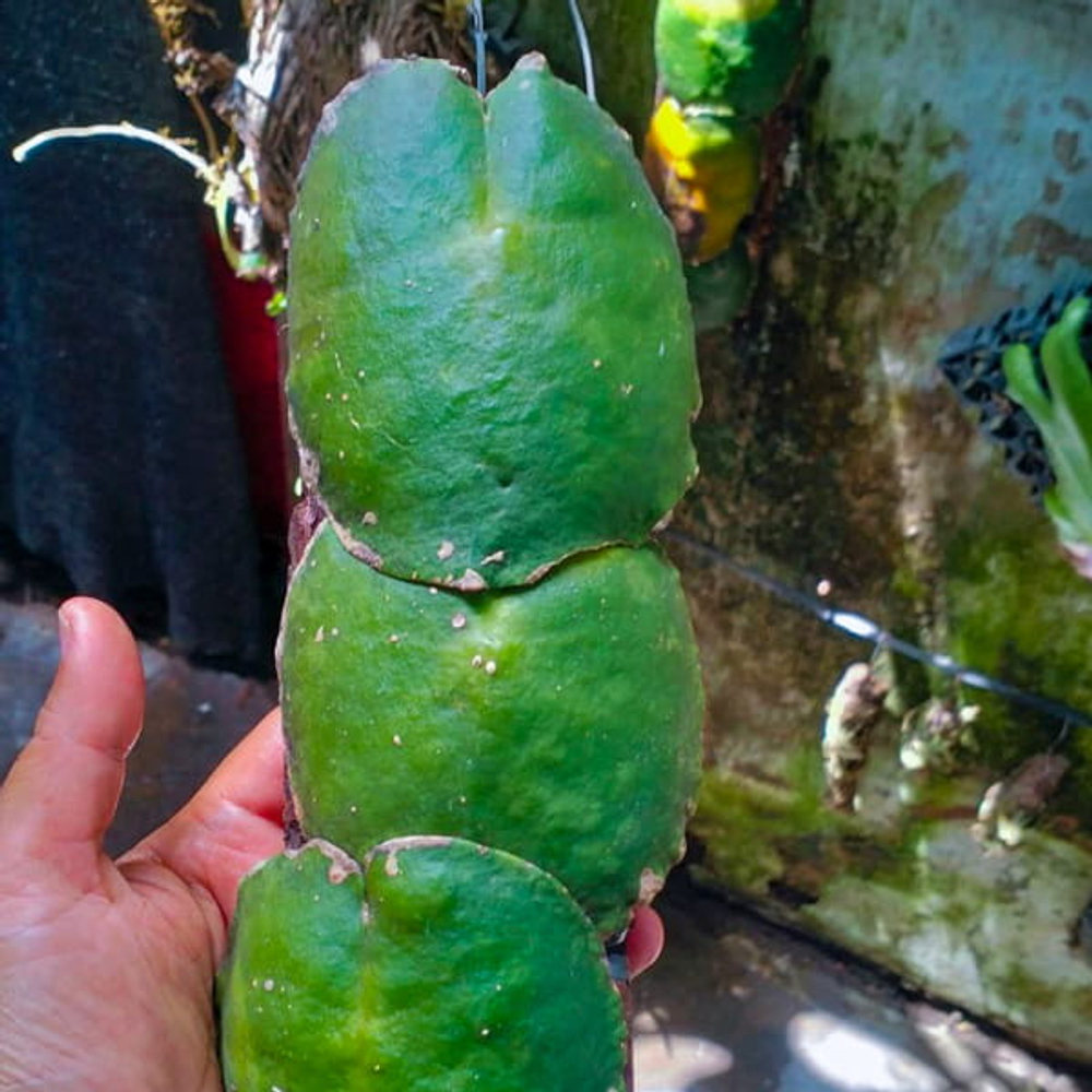 Хойя IMBRICATA