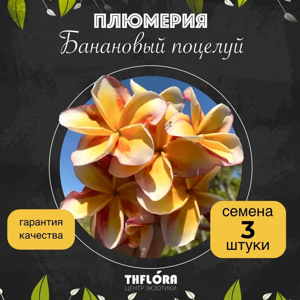 Плюмерия "Банановый поцелуй" — семена, 3 шт.