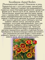 Калибрахоа Разноцветный закат Сенсет Биколор махровая