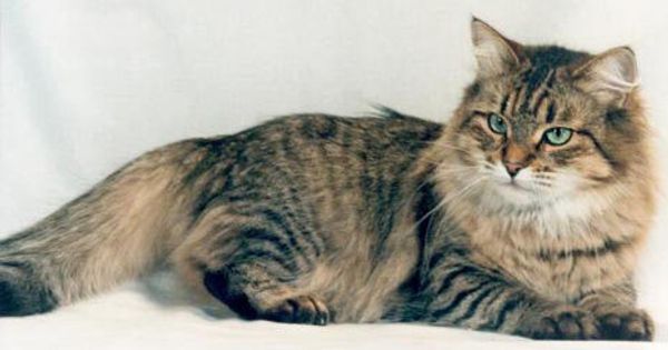 Сибирская кошка Сибирская кошка