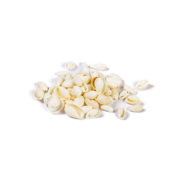 Ракушки декоративные 100 г, ± 5 г, 2.5 см, Bubbles Shell, Zlatka DRF-003