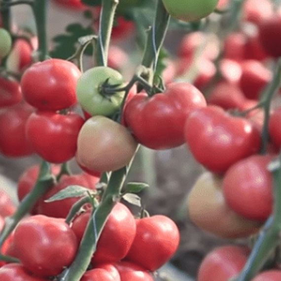 Пинк Кристал F1 семена томата индетерминантного (Clause / ALEXAGRO) культура – фото 3