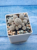Rebutia Elyosa (Ребуция)