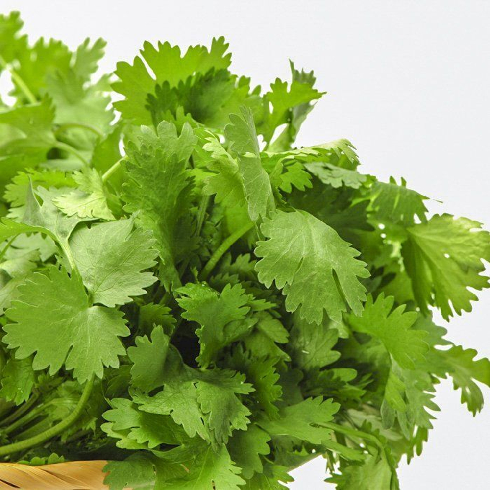 Кориандр Карибе 2г Мировые Семена VITA GREEN