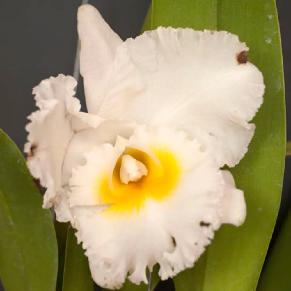 Орхидея Каттлея (Cattleya orchid) белая