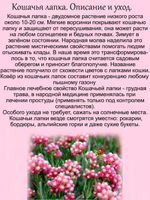 Антенария Розея Кошачья лапка