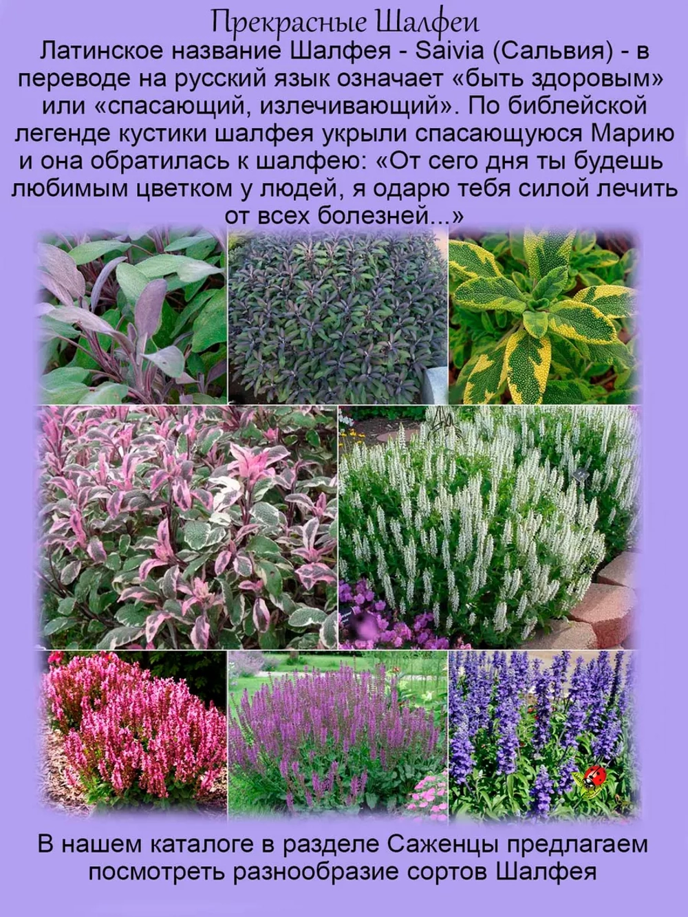 Шалфей Пурпурасценс фиолетовый вариегатный