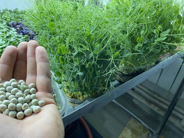 Микрозелень: Маленький шаг к большому здоровью Микрозелень: Маленький шаг к большому здоровью