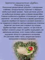 Церопегия Дурбан сердцелистная