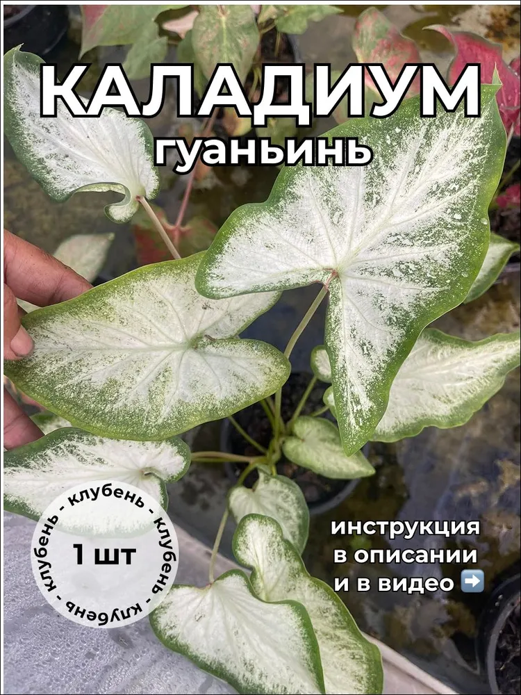 Каладиум Гуаньинь клубень — живое растение