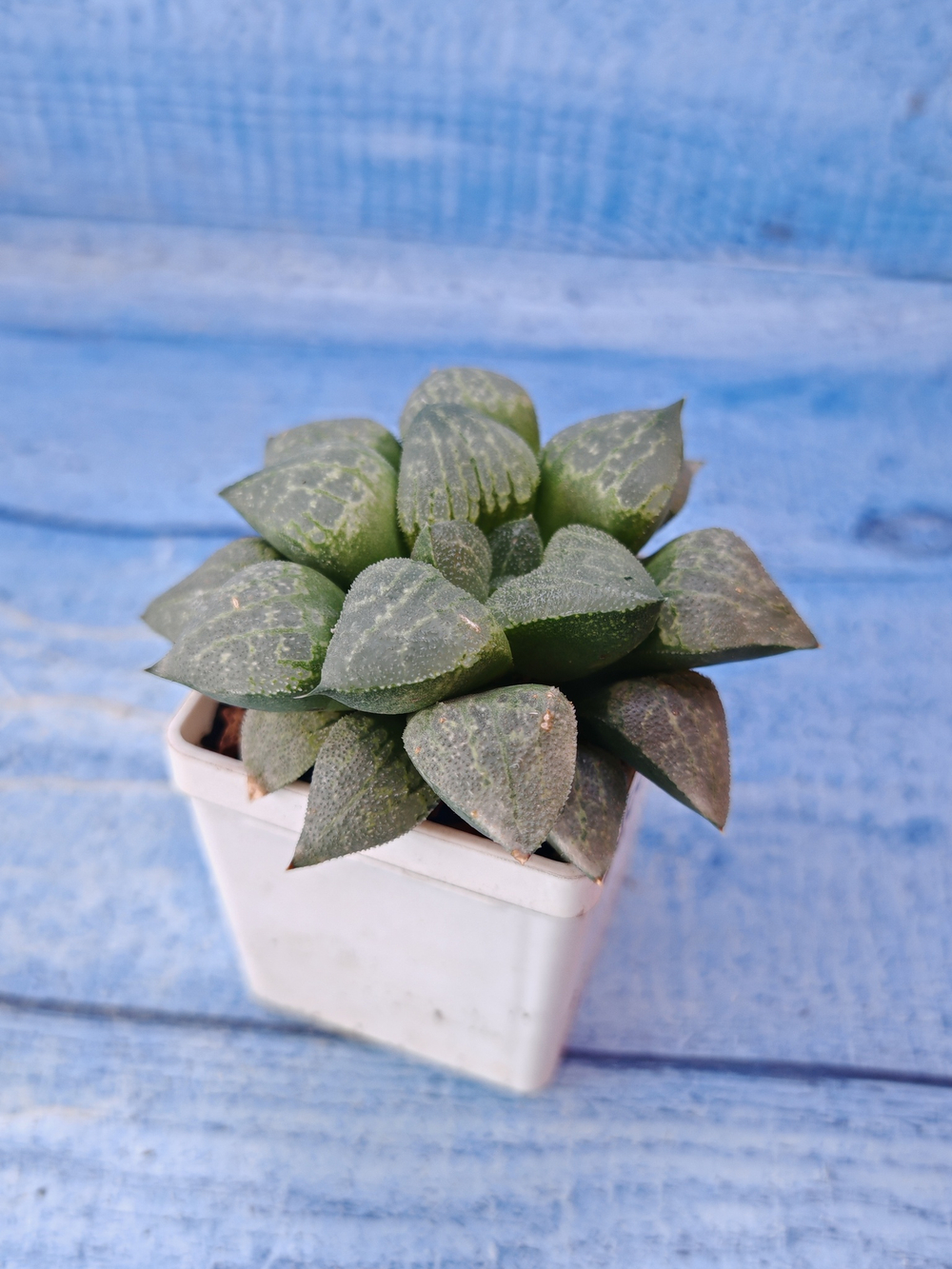 Haworthia Pygmaye hybrid (Хавортия)