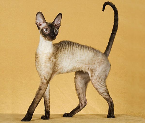 Корниш-рекс - кошка в курчавой шубке Корниш-рекс - кошка в курчавой шубке