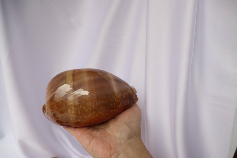 Ципрея олень (Cypraea cervus), 14см, 1шт