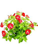 Петуния ампельная