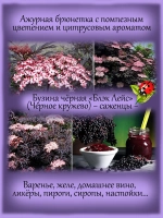 Бузина черная Блек Лейс Черное кружево