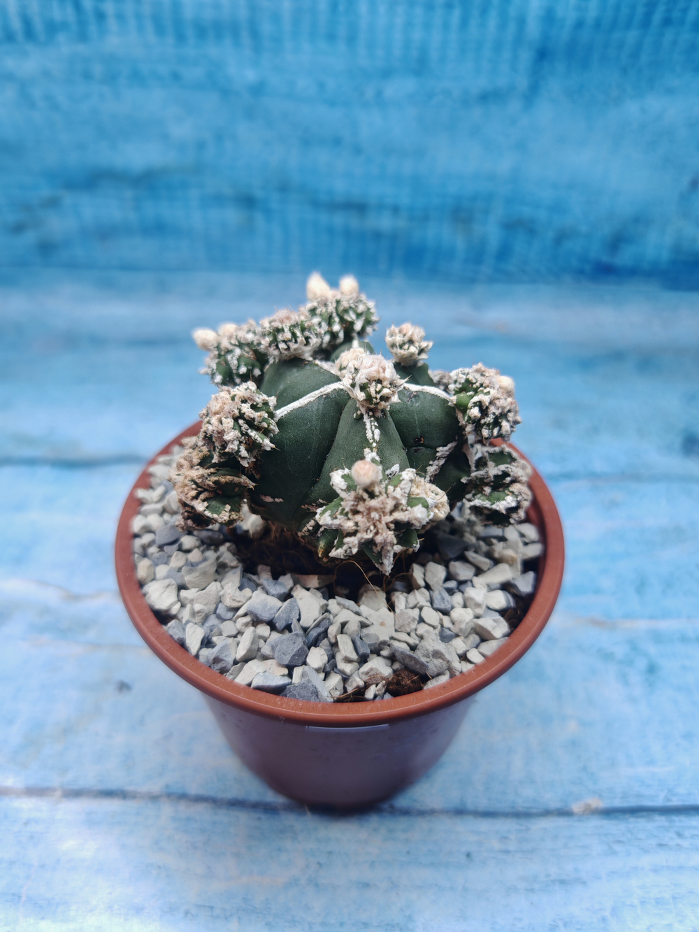 Astrophytum Myriostigma "Hakujo Fukuryu" (Астрофитум)