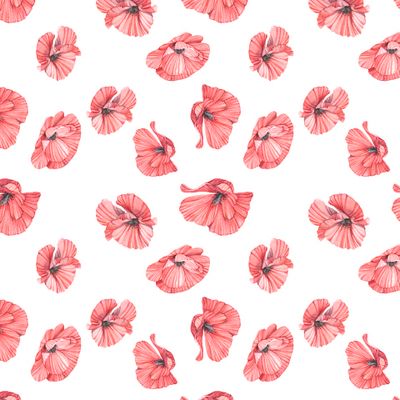 Цветы мака на белом фоне. Poppy flowers on white background.
