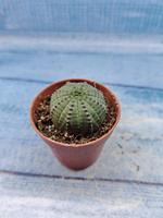 Euphoria Obesa (Эуфорбия)