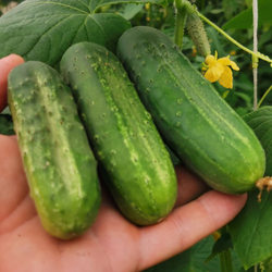 Огурцы - Бостонский Пикуль - Boston Pickle