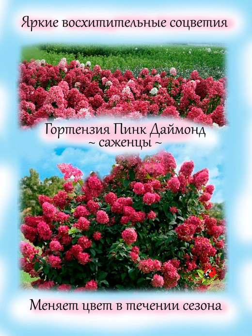 Гортензия Пинк Даймонд метельчатая