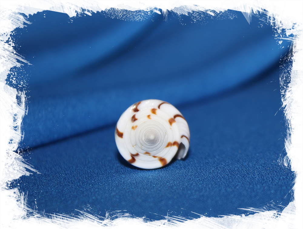 Конус Генералис (Conus generalis) 6,3см. 1шт.
