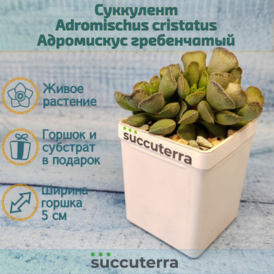 Adromischus Cristatus (Адромискус)