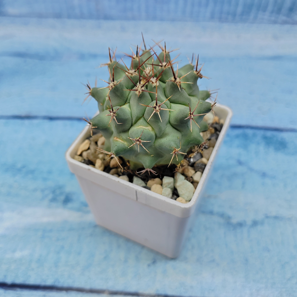 Thelocactus Rinconensis (Телокактус)