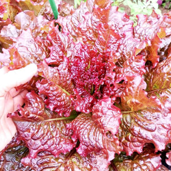 Салат Кровавая Мэри - Lettuce Bloody Mary