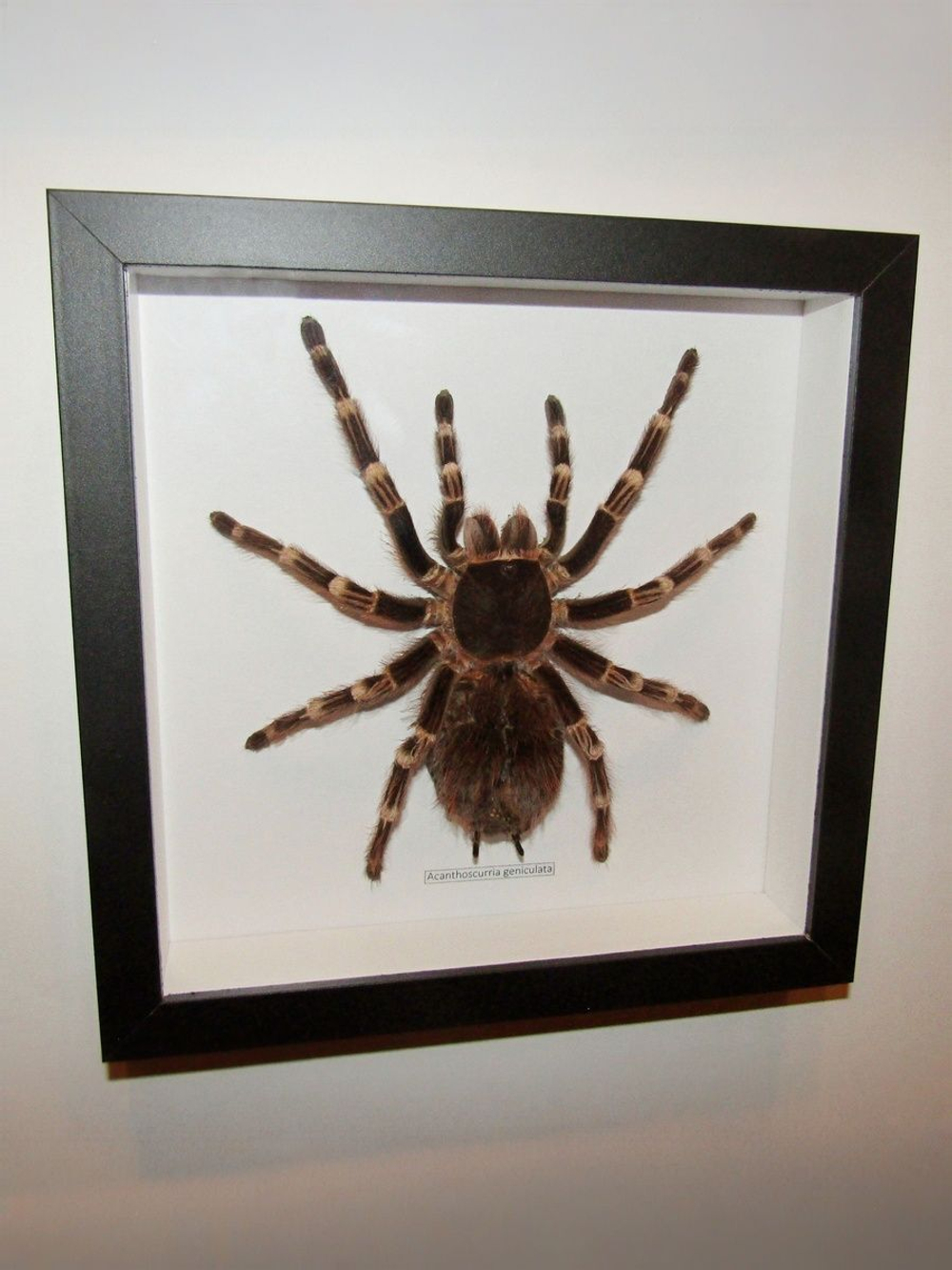 Паук-Птицеяд Acanthoscurria geniculata в рамке