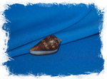 Раковина Conus guinaicus