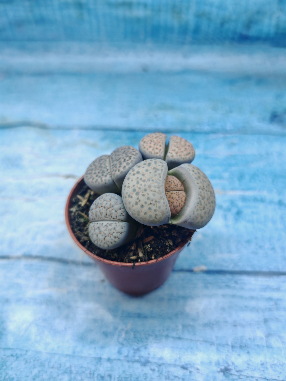 Lithops sp. (Литопсы)