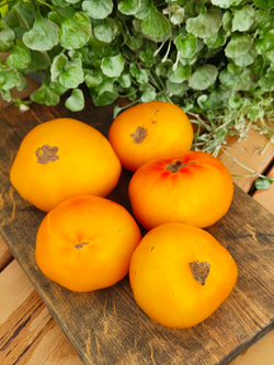 Гном Новый большой гном оранжевый (New Big Dwarf Orange)